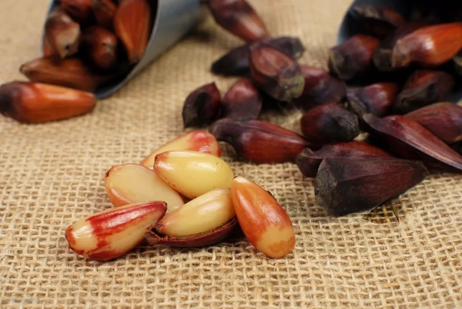Pinhão e alimentação saudável